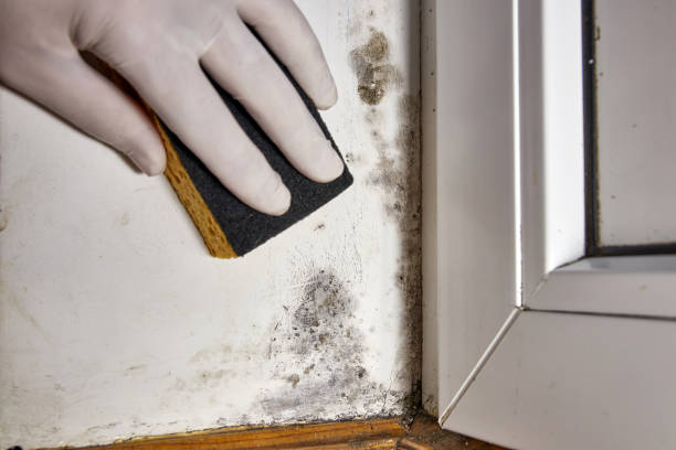 Best Mold Documentation for Insurance Claims  in Heritage Lake, IL
